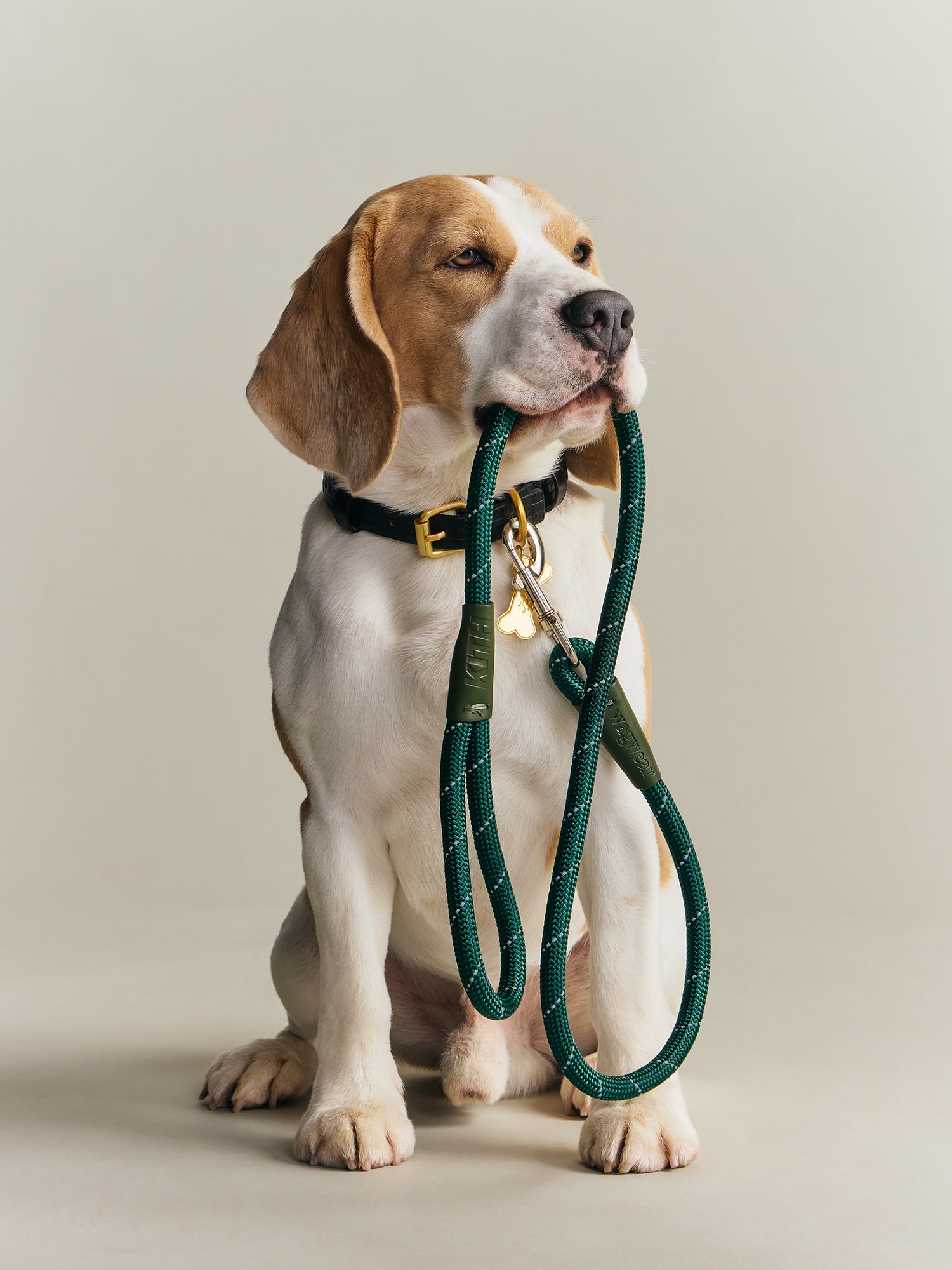Kith for wagwear