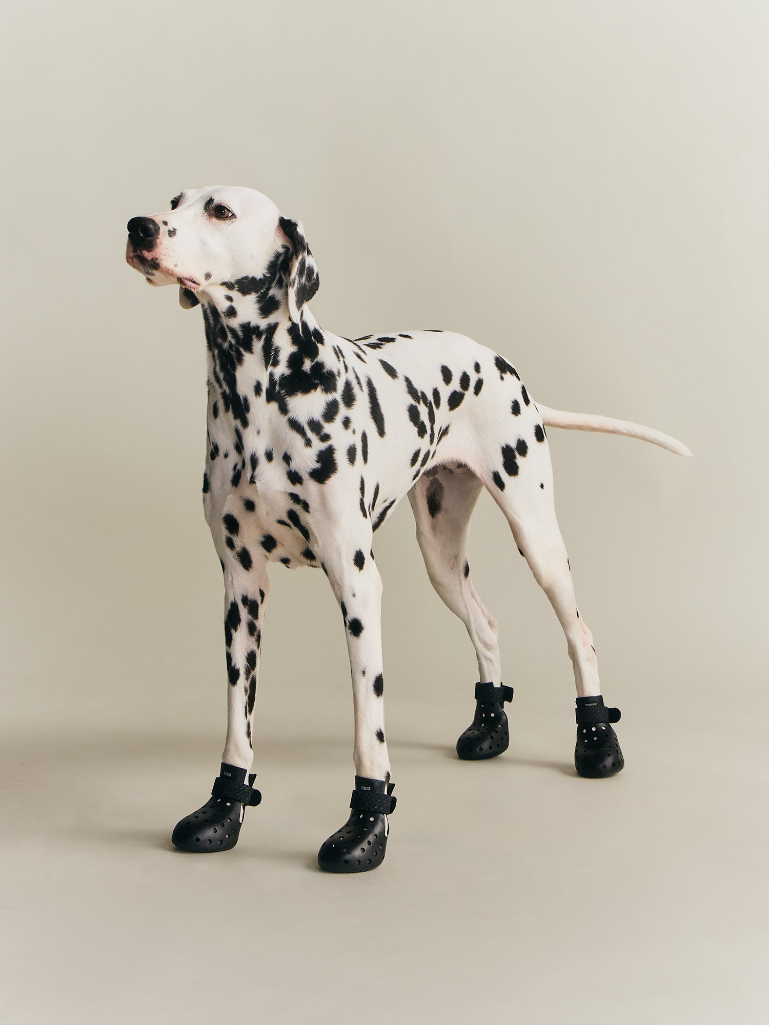 Kith for wagwear