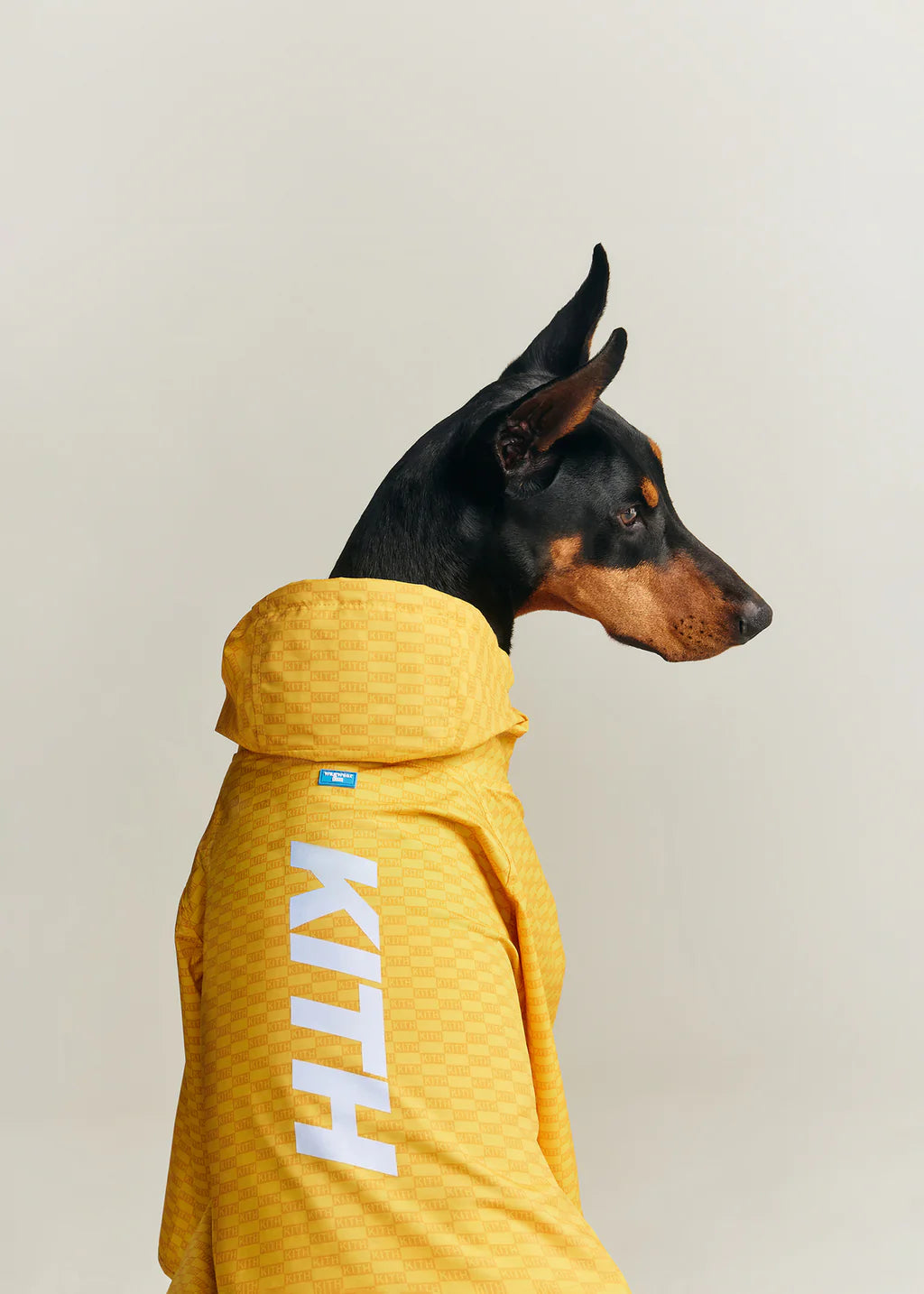 Kith for wagwear